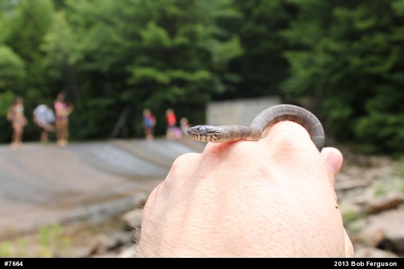 Northern Watersnake