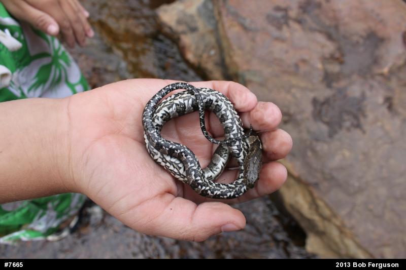 Northern Watersnake