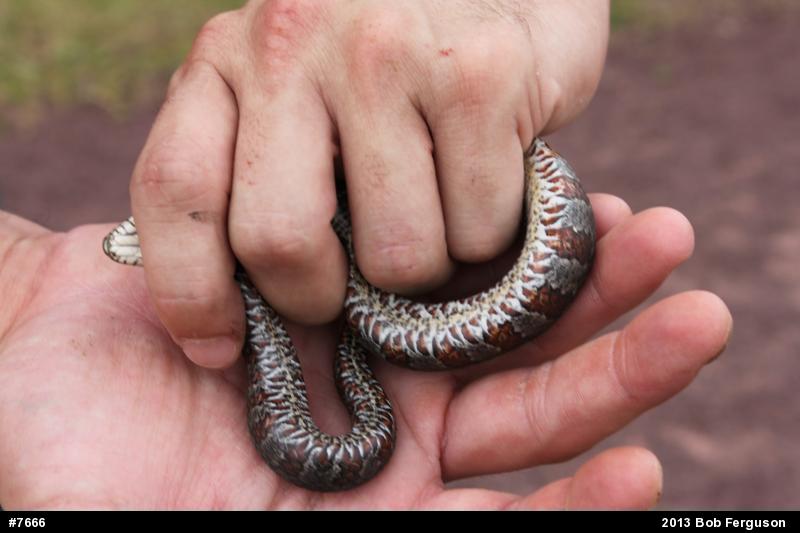 Northern Watersnake
