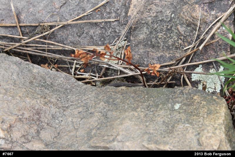 Northern Watersnake