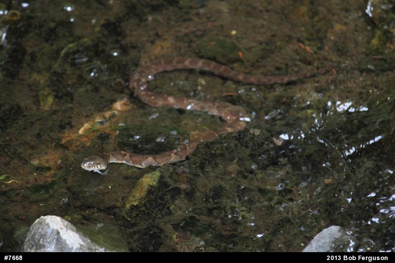 Northern Watersnake