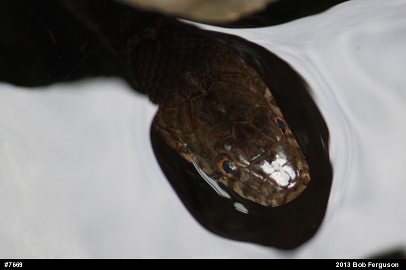 Northern Watersnake