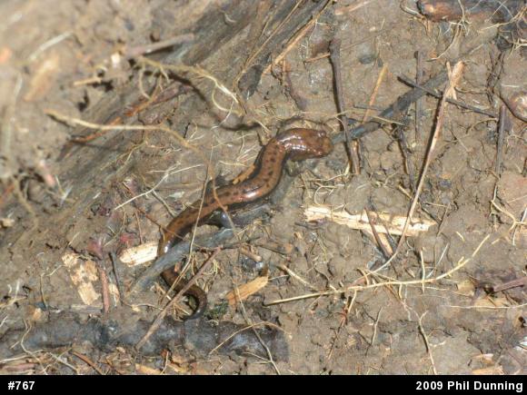 Allegheny Mountain Dusky Salamander