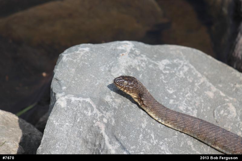 Northern Watersnake