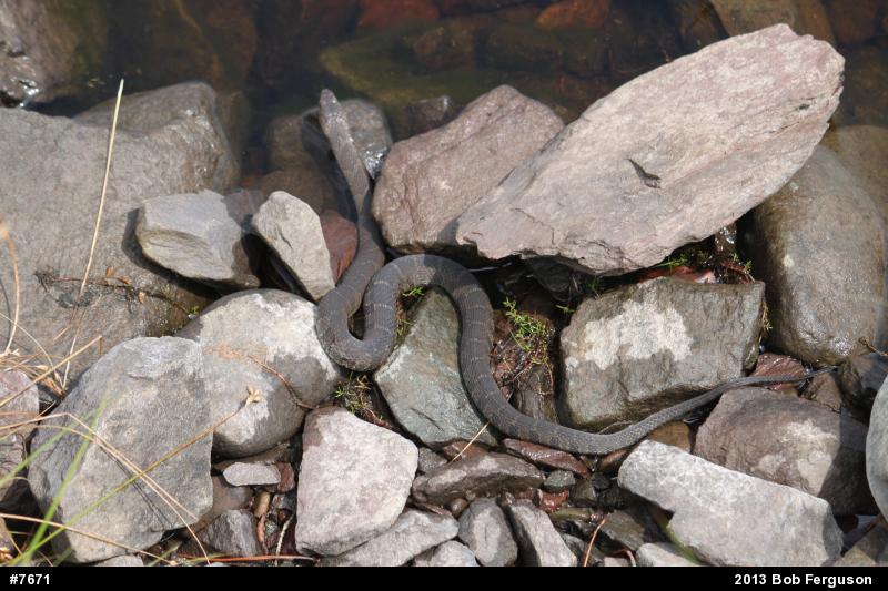 Northern Watersnake