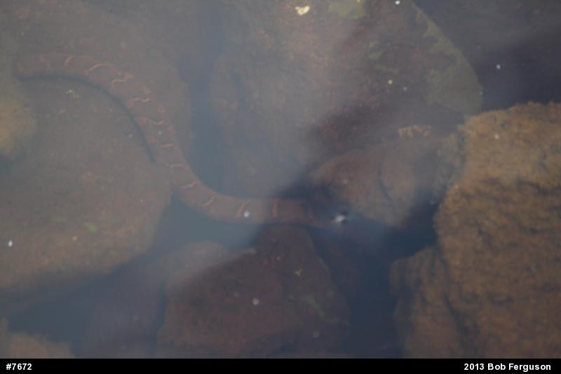 Northern Watersnake
