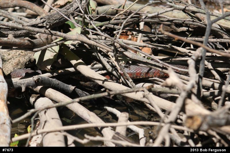 Northern Watersnake