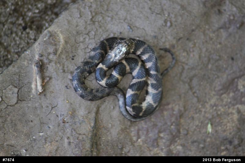 Northern Watersnake