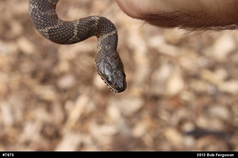 Northern Watersnake