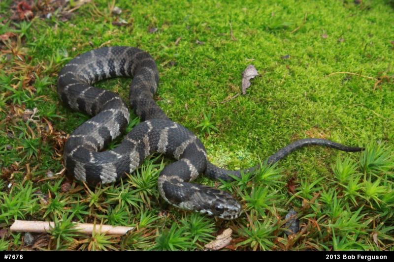 Northern Watersnake