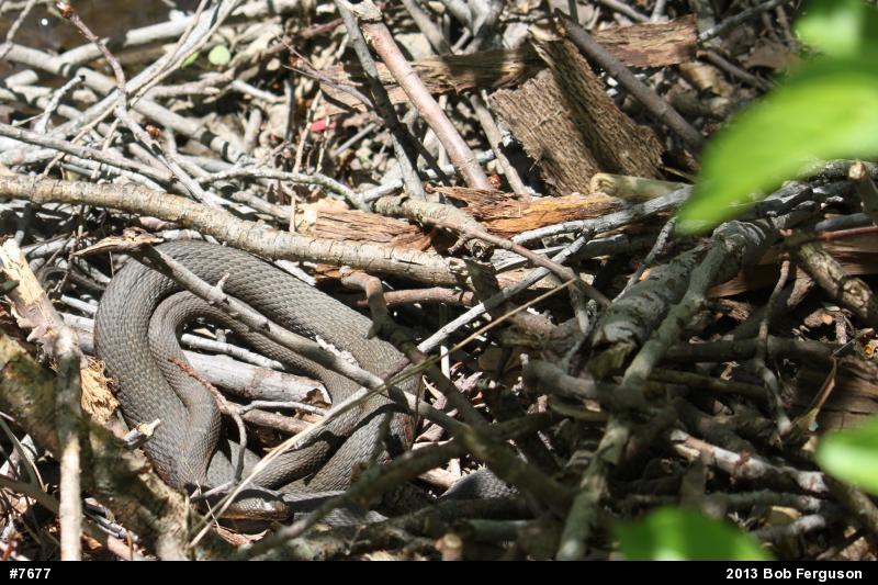 Northern Watersnake