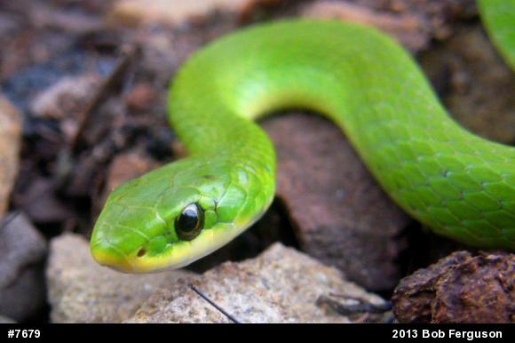 Smooth Greensnake