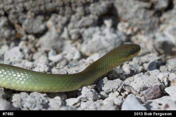 Smooth Greensnake