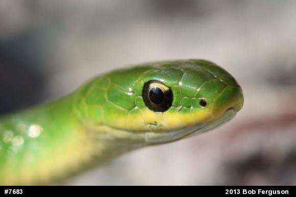 Smooth Greensnake