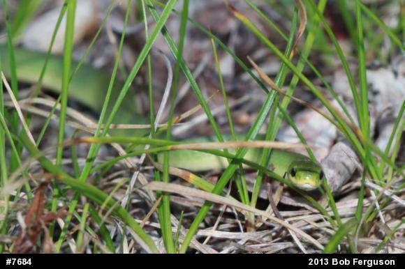 Smooth Greensnake
