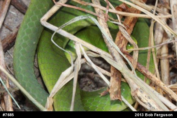 Smooth Greensnake