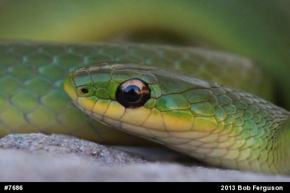 Smooth Greensnake