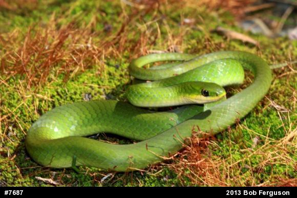 Smooth Greensnake