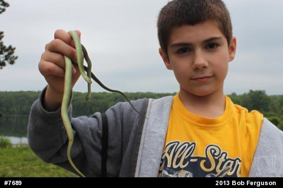 Smooth Greensnake