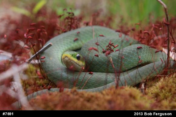 Smooth Greensnake