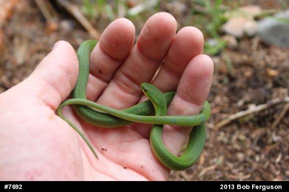 Smooth Greensnake