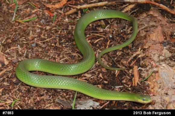 Smooth Greensnake