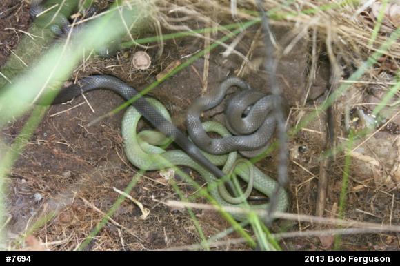 Smooth Greensnake
