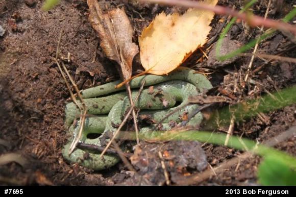 Smooth Greensnake
