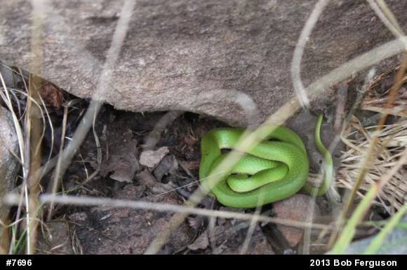 Smooth Greensnake