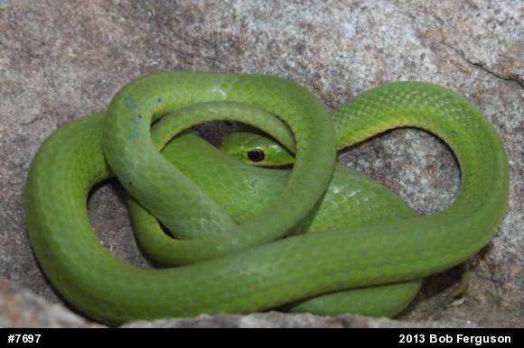 Smooth Greensnake