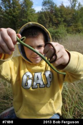 Smooth Greensnake