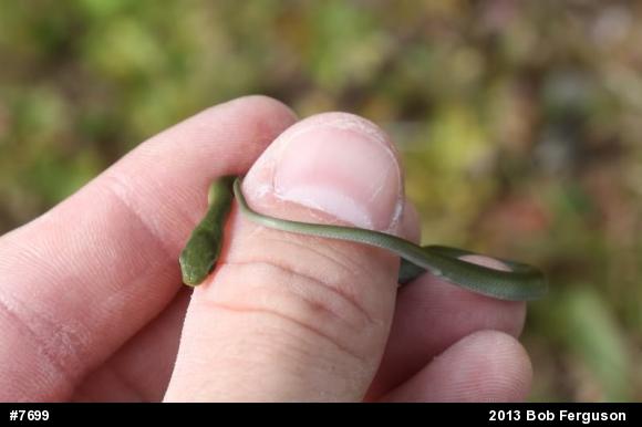 Smooth Greensnake