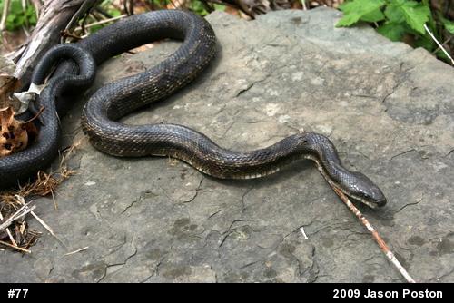 Eastern Ratsnake