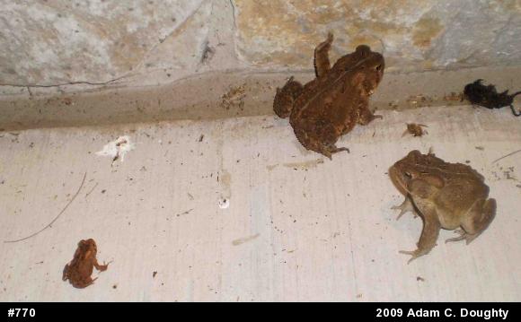 Eastern American Toad