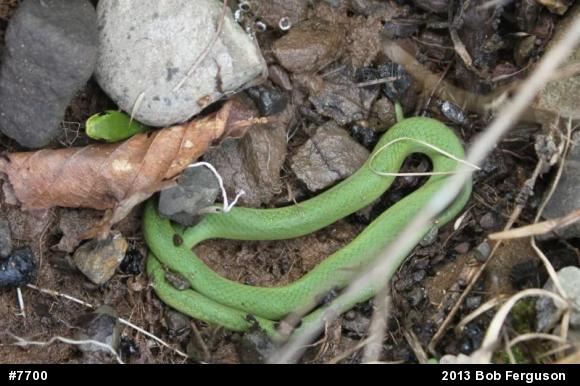 Smooth Greensnake