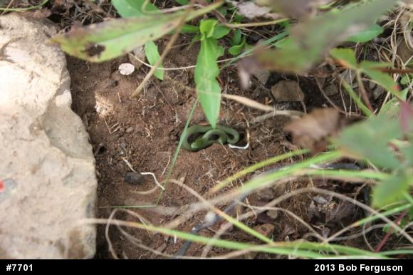 Smooth Greensnake