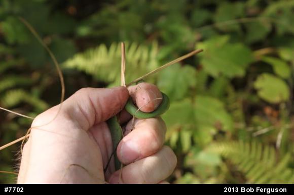 Smooth Greensnake