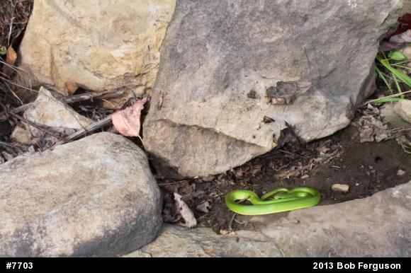 Smooth Greensnake