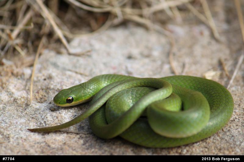 Smooth Greensnake