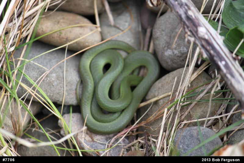 Smooth Greensnake