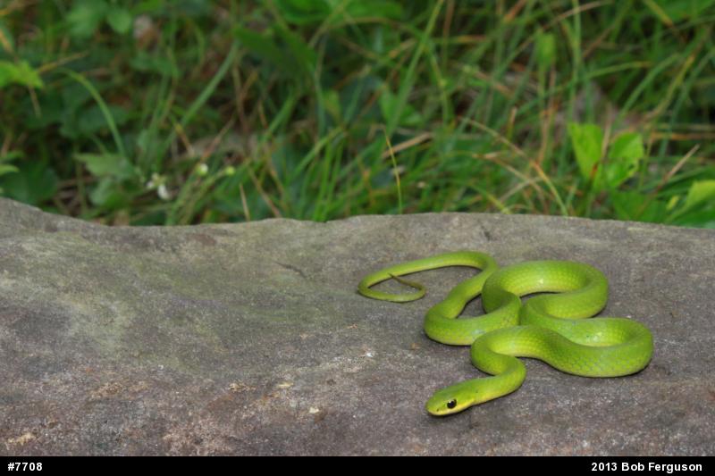 Smooth Greensnake