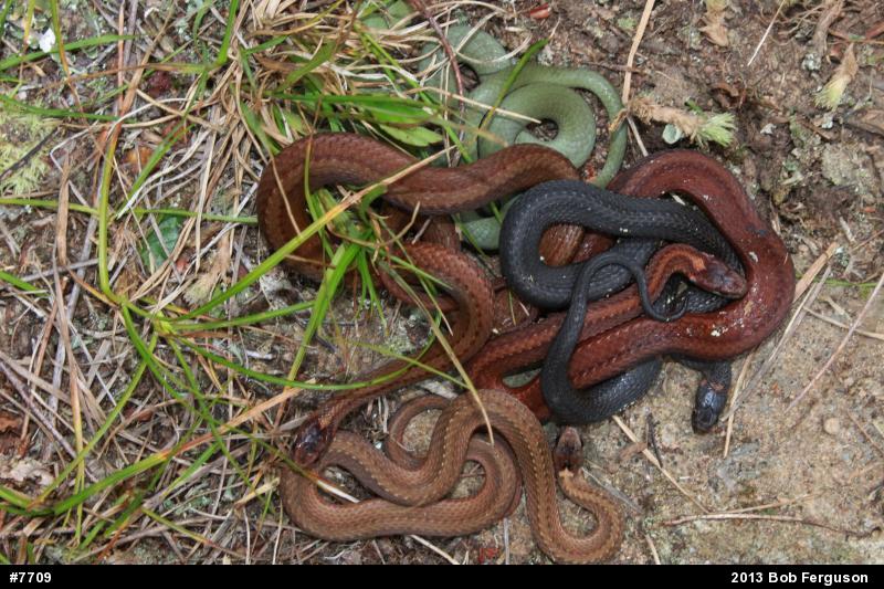 Smooth Greensnake