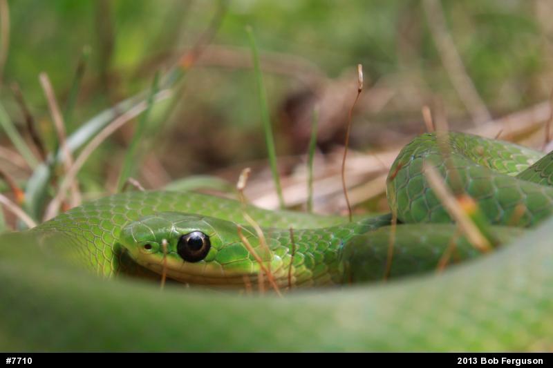 Smooth Greensnake