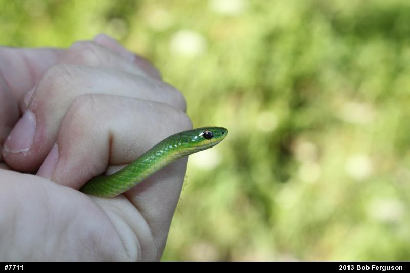 Smooth Greensnake