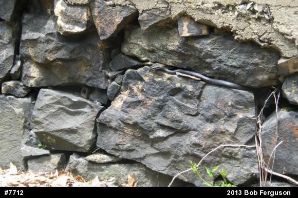 Eastern Ratsnake