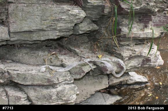 Eastern Ratsnake