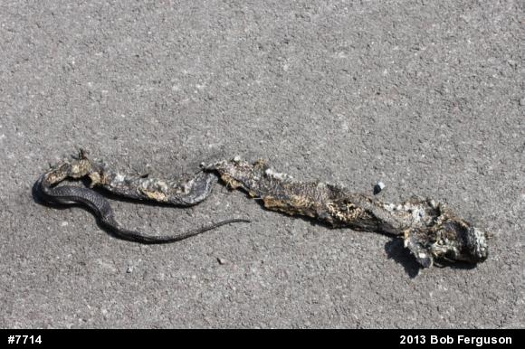 Eastern Ratsnake
