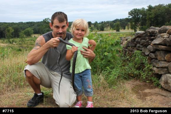 Eastern Ratsnake