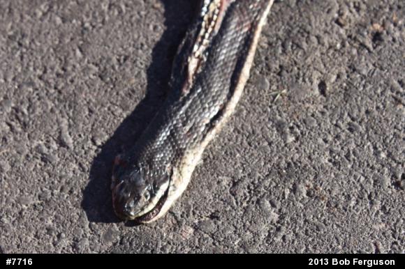 Eastern Ratsnake