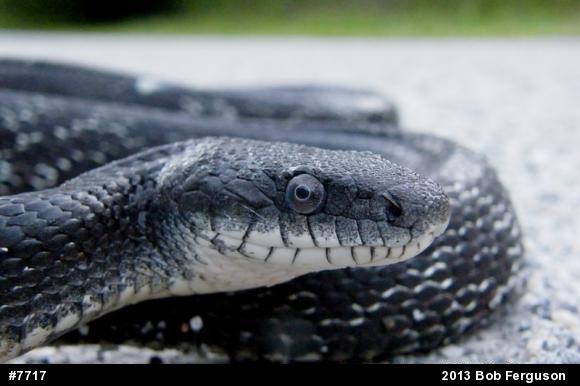 Eastern Ratsnake